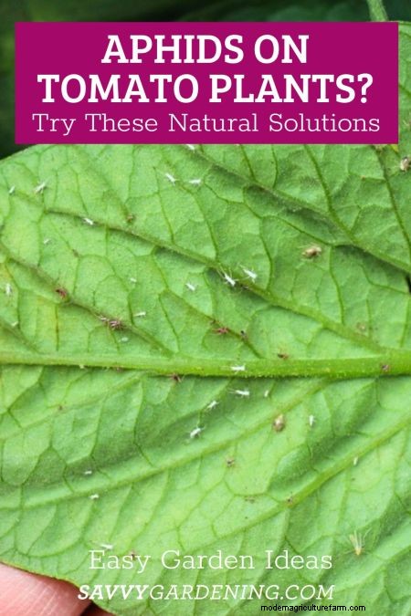 Aphids on Tomato Plants: 5 Proven Natural Control Strategies