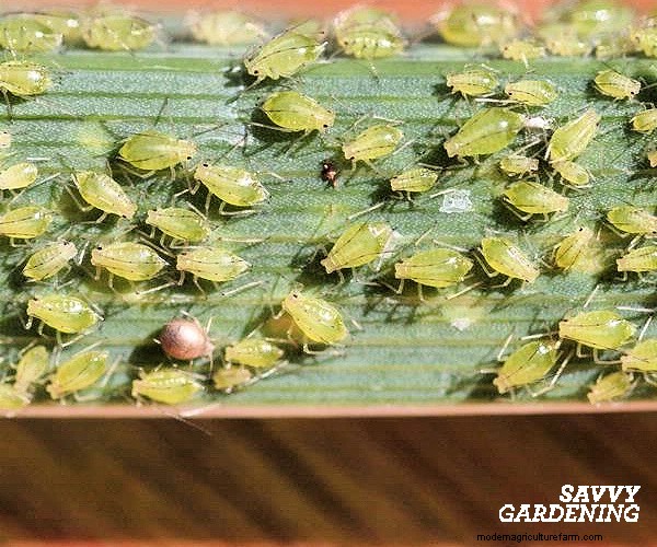 Aphids on Tomato Plants: 5 Proven Natural Control Strategies