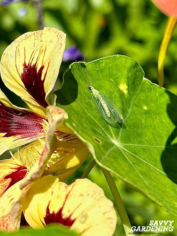 Aphids on Tomato Plants: 5 Proven Natural Control Strategies