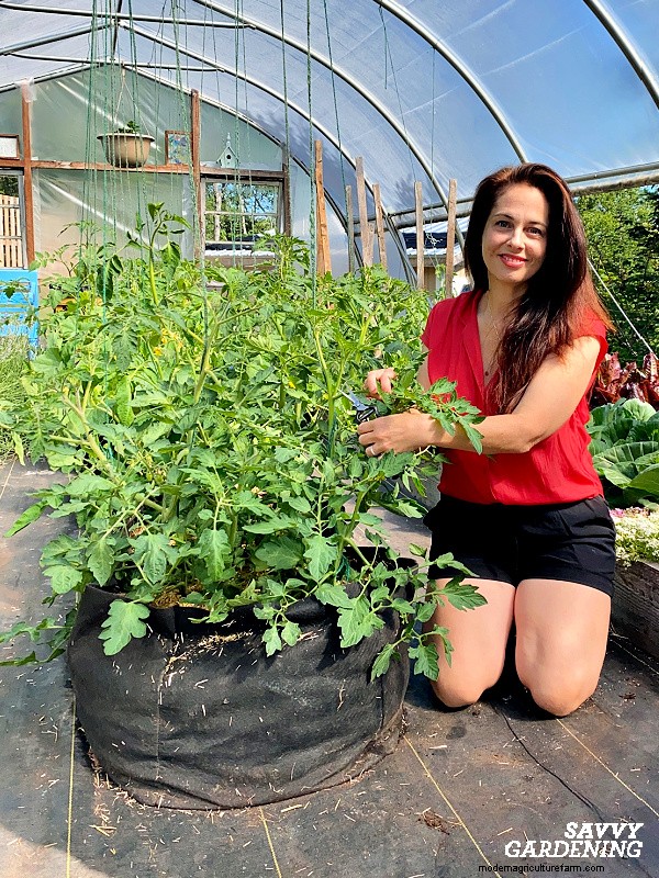 Aphids on Tomato Plants: 5 Proven Natural Control Strategies