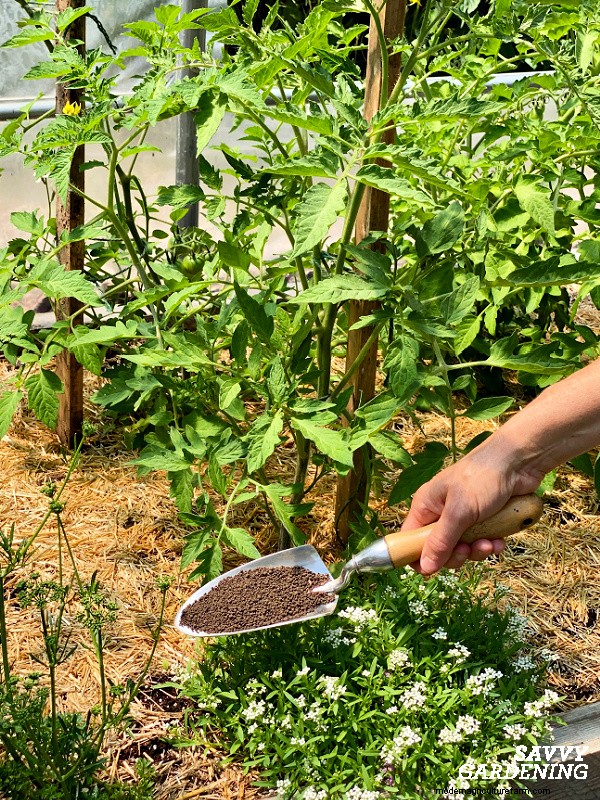 Aphids on Tomato Plants: 5 Proven Natural Control Strategies