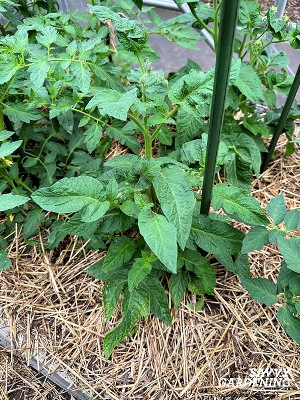 Aphids on Tomato Plants: 5 Proven Natural Control Strategies
