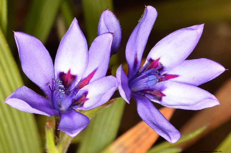 Growing Baboon Flowers (Babiana nervosa): Expert Guide to Care, Planting, and Maintenance