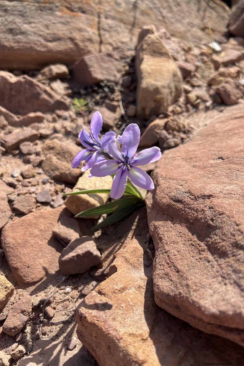 Growing Baboon Flowers (Babiana nervosa): Expert Guide to Care, Planting, and Maintenance