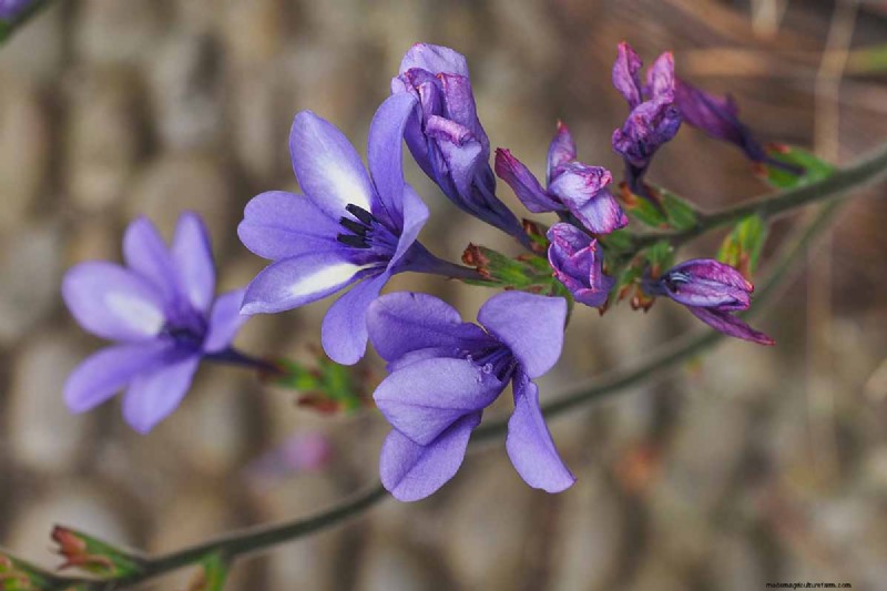 Growing Baboon Flowers (Babiana nervosa): Expert Guide to Care, Planting, and Maintenance