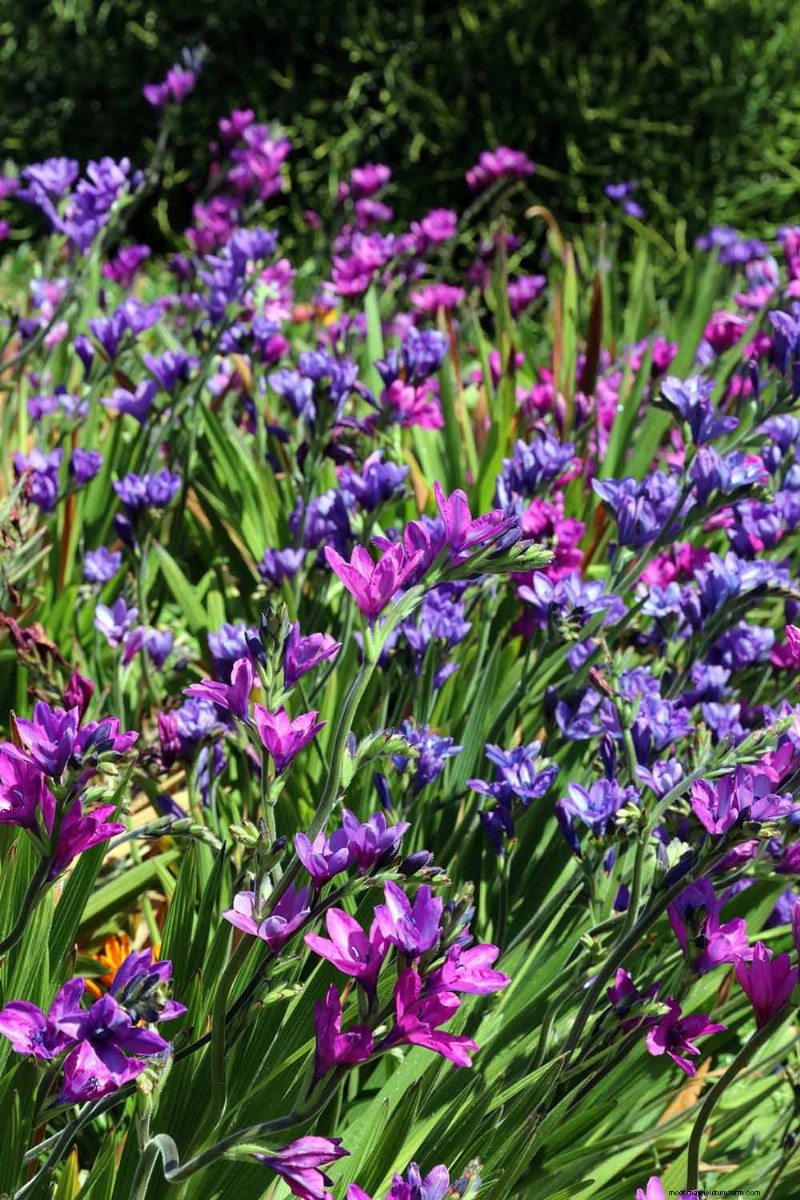 Growing Baboon Flowers (Babiana nervosa): Expert Guide to Care, Planting, and Maintenance