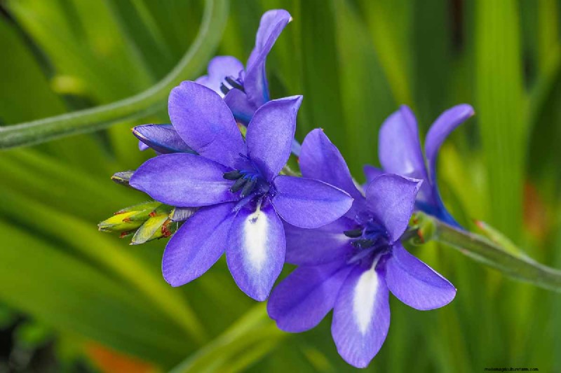 Growing Baboon Flowers (Babiana nervosa): Expert Guide to Care, Planting, and Maintenance