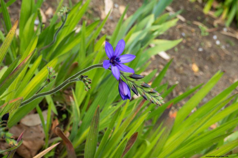 Growing Baboon Flowers (Babiana nervosa): Expert Guide to Care, Planting, and Maintenance