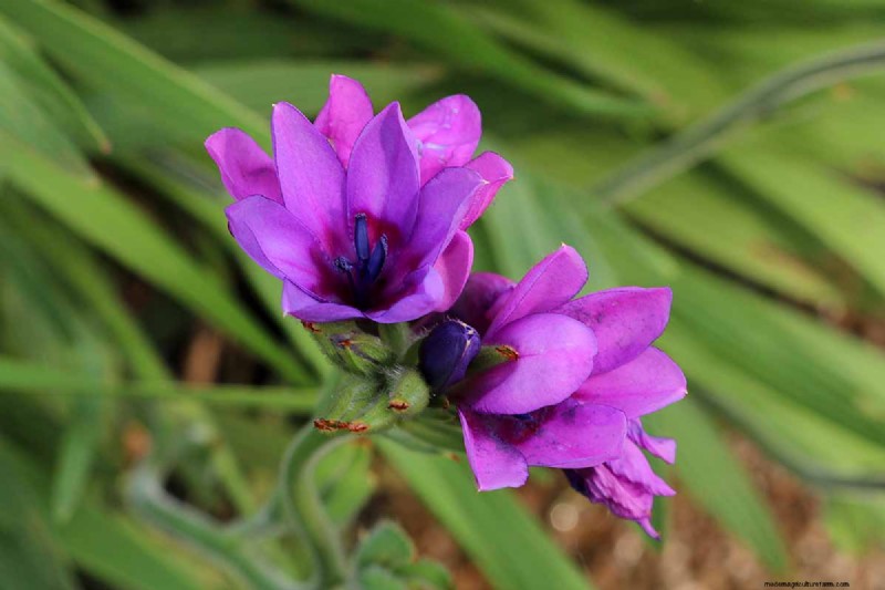 Growing Baboon Flowers (Babiana nervosa): Expert Guide to Care, Planting, and Maintenance