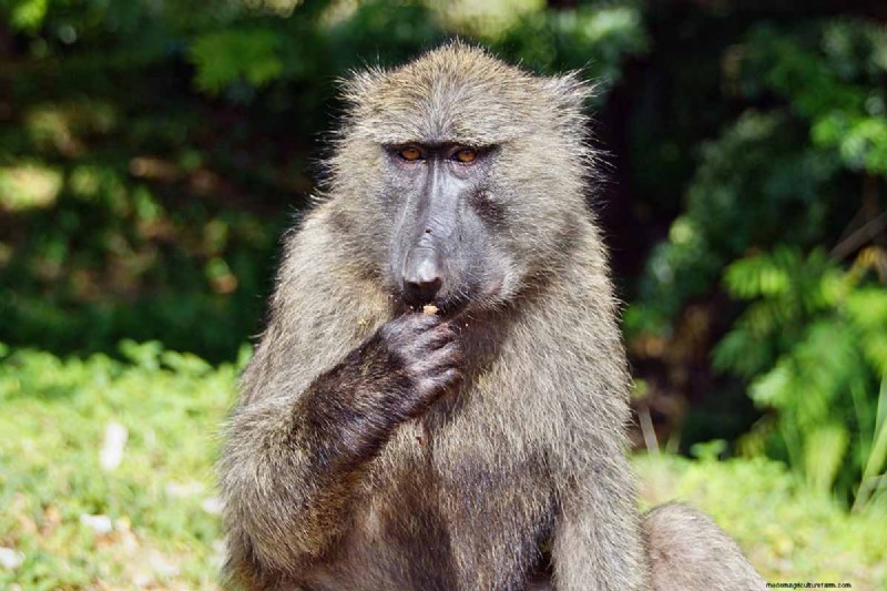Growing Baboon Flowers (Babiana nervosa): Expert Guide to Care, Planting, and Maintenance