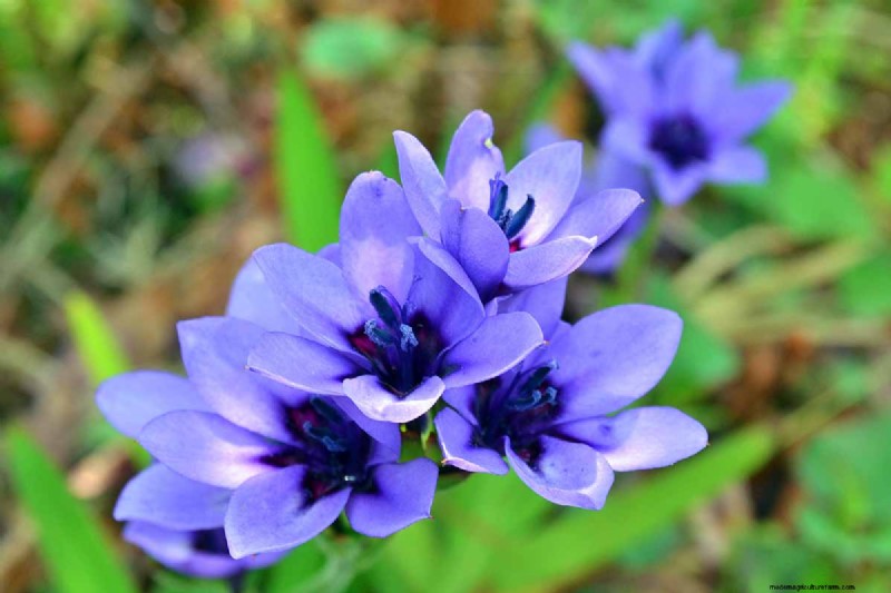 Growing Baboon Flowers (Babiana nervosa): Expert Guide to Care, Planting, and Maintenance