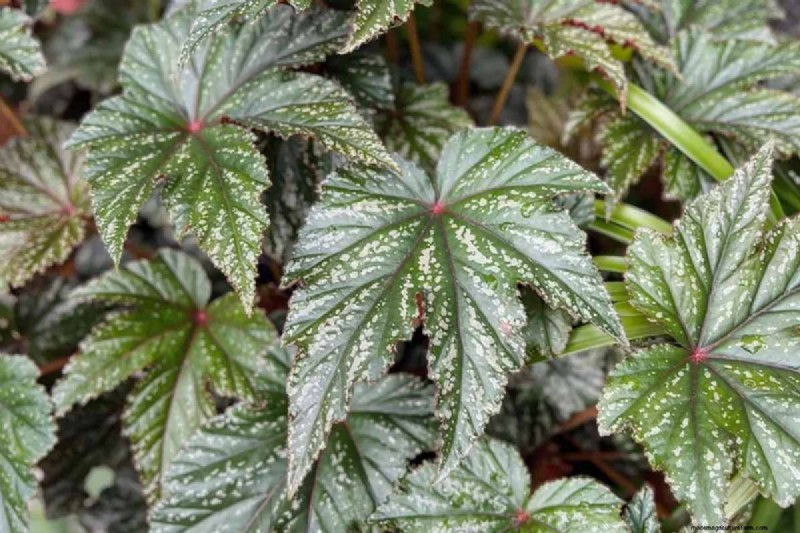 Grow & Care for the Elegant Gryphon Begonia (Pegasus™) – Expert Tips