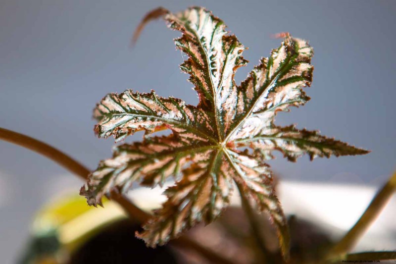 Grow & Care for the Elegant Gryphon Begonia (Pegasus™) – Expert Tips