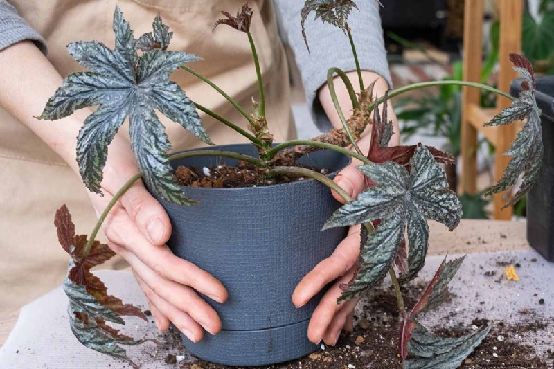 Grow & Care for the Elegant Gryphon Begonia (Pegasus™) – Expert Tips