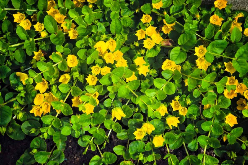 How to Grow and Care for Creeping Jenny (Moneywort): A Complete Guide