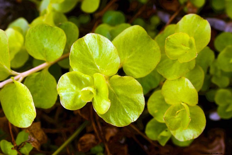 How to Grow and Care for Creeping Jenny (Moneywort): A Complete Guide