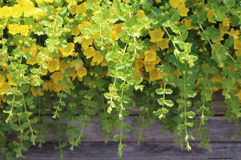How to Grow and Care for Creeping Jenny (Moneywort): A Complete Guide