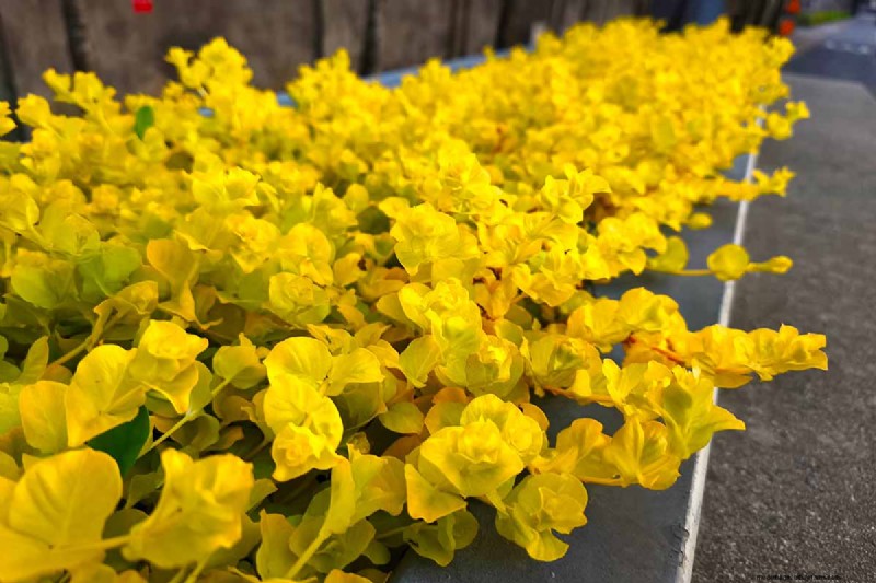 How to Grow and Care for Creeping Jenny (Moneywort): A Complete Guide