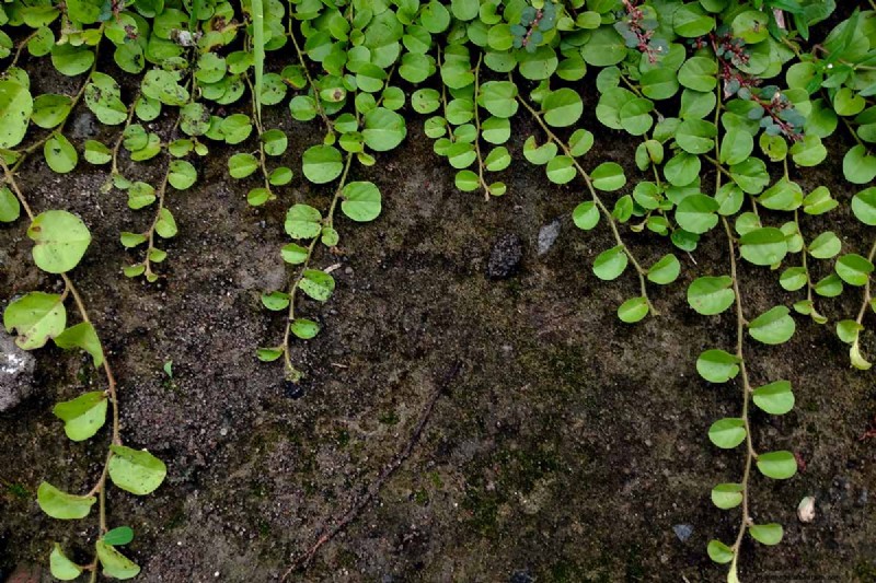 How to Grow and Care for Creeping Jenny (Moneywort): A Complete Guide