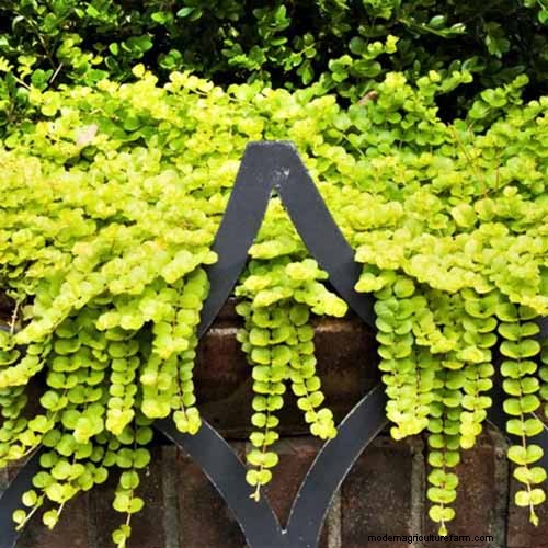 How to Grow and Care for Creeping Jenny (Moneywort): A Complete Guide