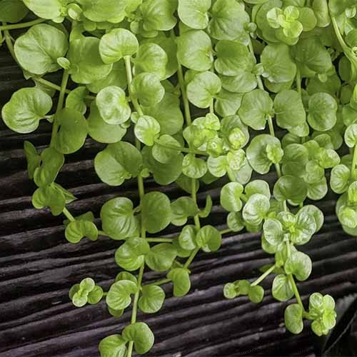 How to Grow and Care for Creeping Jenny (Moneywort): A Complete Guide