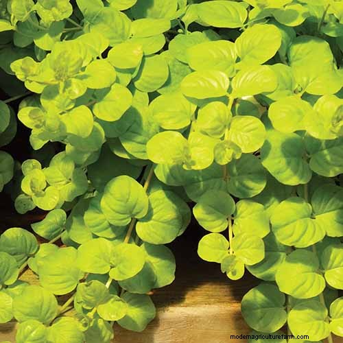 How to Grow and Care for Creeping Jenny (Moneywort): A Complete Guide