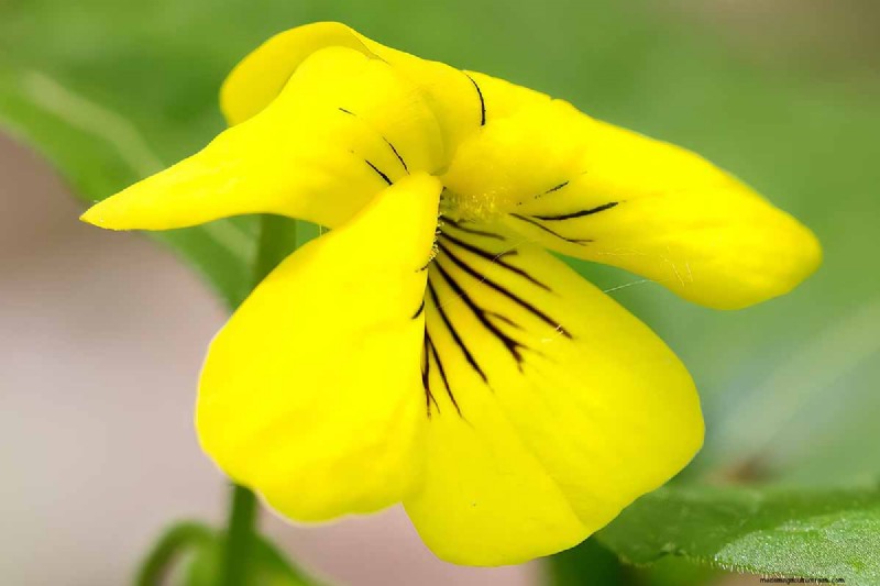 Grow Wild Violets: A Practical Guide for Your Garden