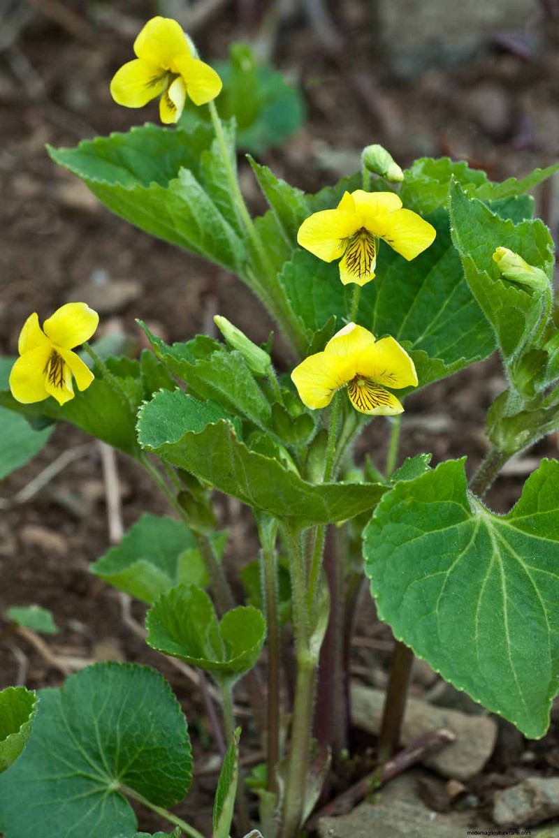 Grow Wild Violets: A Practical Guide for Your Garden