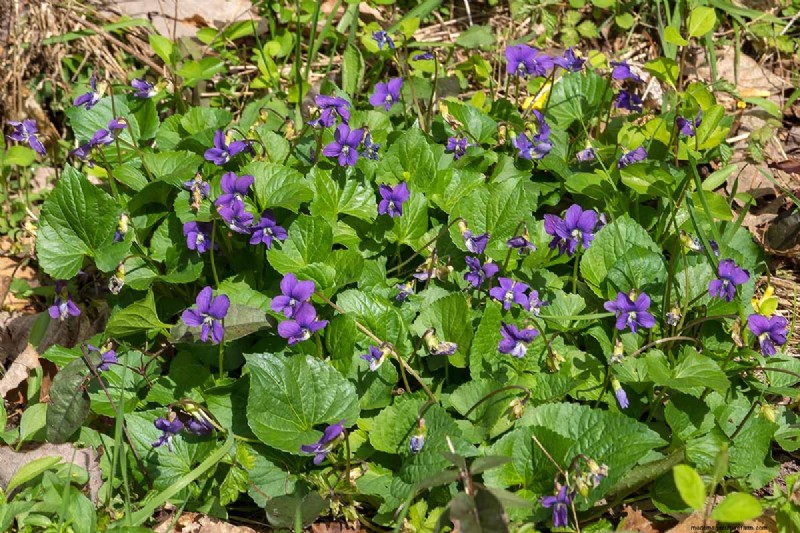 Grow Wild Violets: A Practical Guide for Your Garden