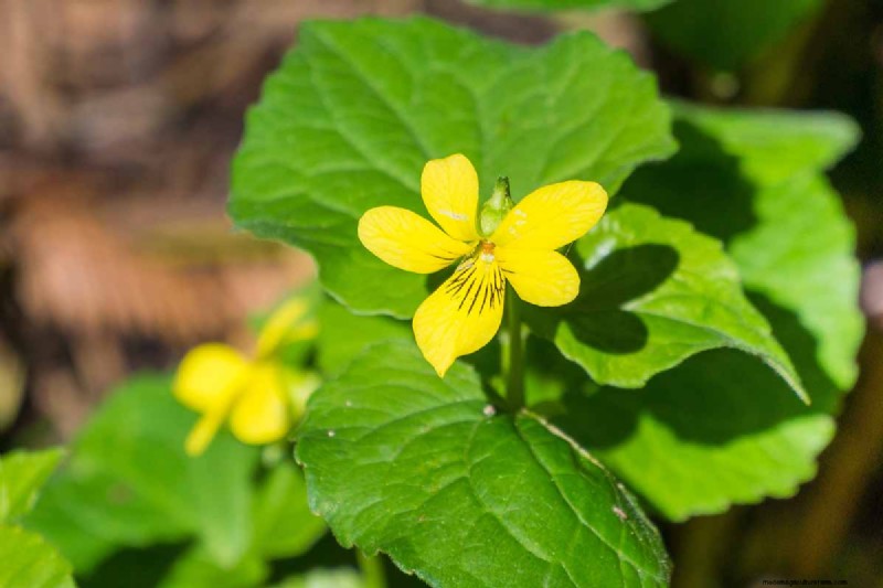 Grow Wild Violets: A Practical Guide for Your Garden