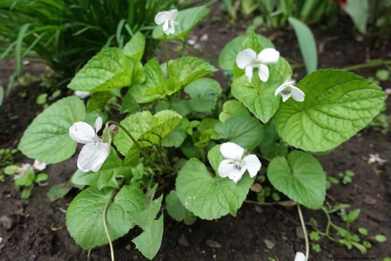 Grow Wild Violets: A Practical Guide for Your Garden