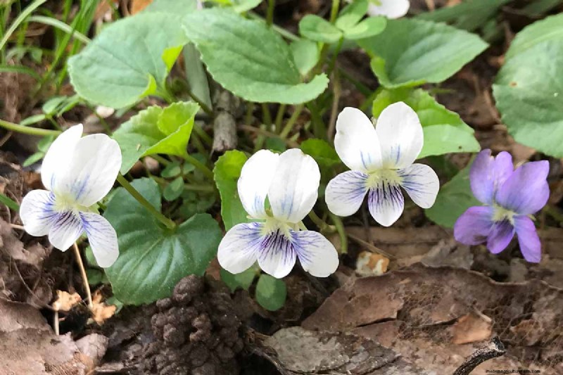 Grow Wild Violets: A Practical Guide for Your Garden