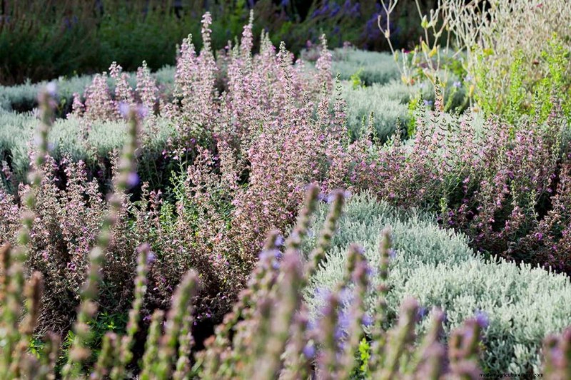 Mastering Companion Planting: How Herbs Amplify Flavor, Health, and Pest Resistance