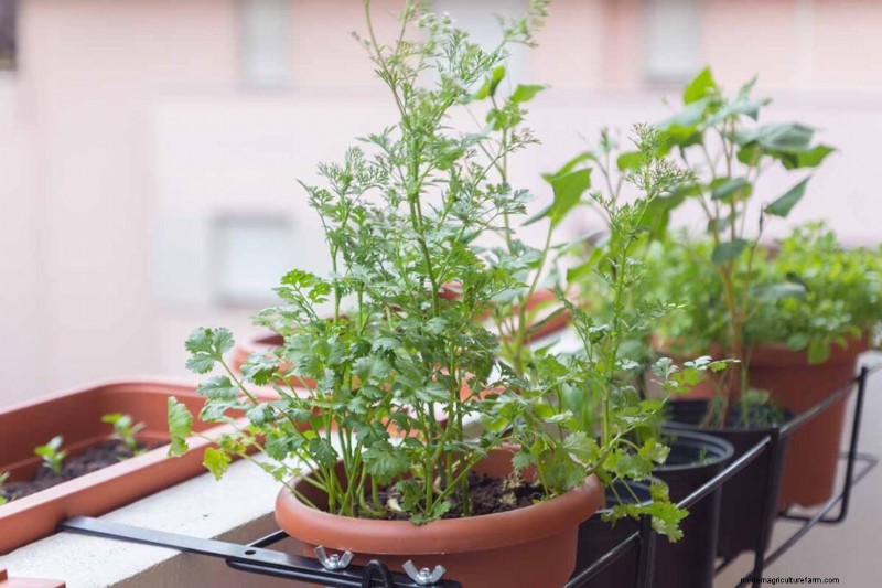 Mastering Companion Planting: How Herbs Amplify Flavor, Health, and Pest Resistance