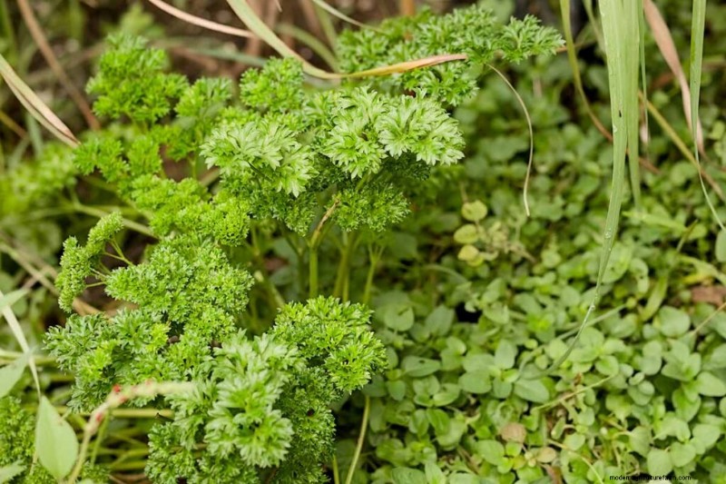 Mastering Companion Planting: How Herbs Amplify Flavor, Health, and Pest Resistance