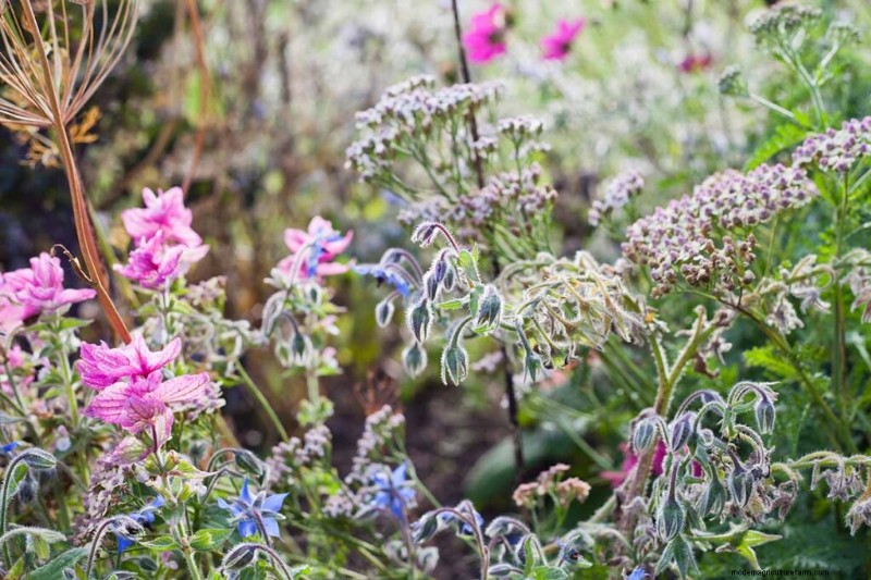 Mastering Companion Planting: How Herbs Amplify Flavor, Health, and Pest Resistance
