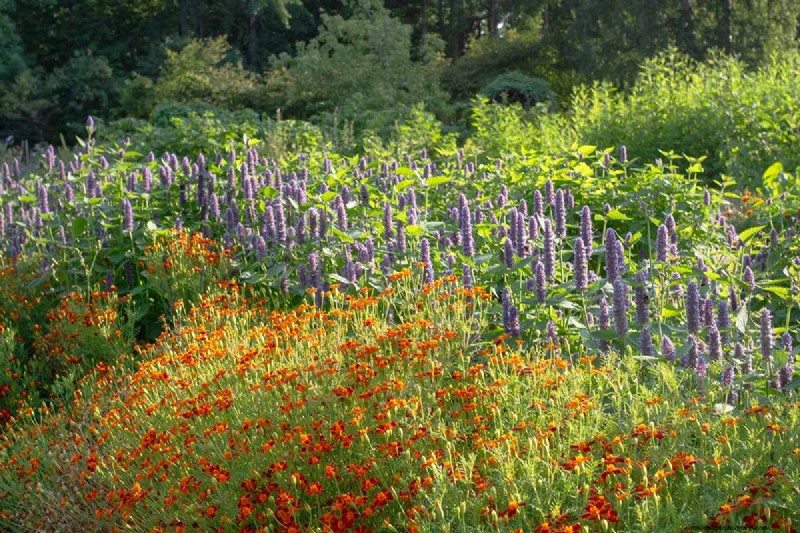 Mastering Companion Planting: How Herbs Amplify Flavor, Health, and Pest Resistance