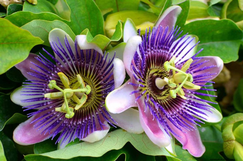 17 Top Passionflower Varieties for Your Home Garden – A Practical Guide
