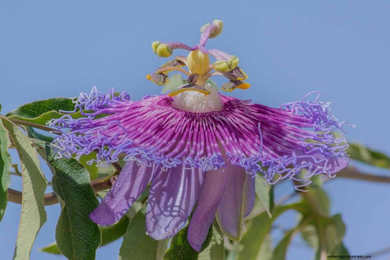 17 Top Passionflower Varieties for Your Home Garden – A Practical Guide