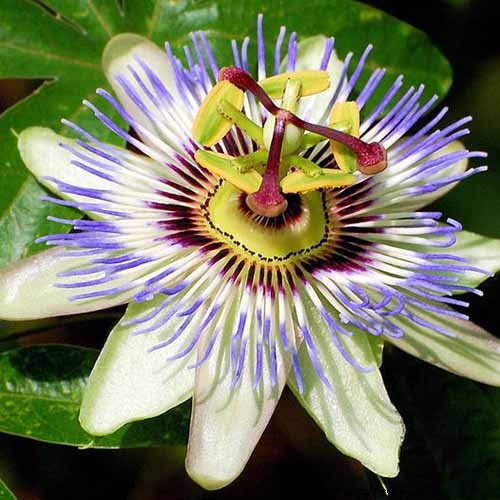 17 Top Passionflower Varieties for Your Home Garden – A Practical Guide