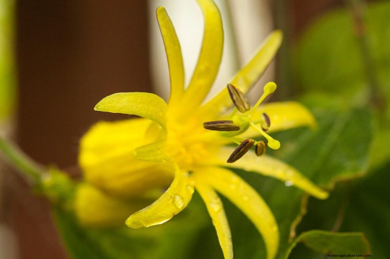17 Top Passionflower Varieties for Your Home Garden – A Practical Guide