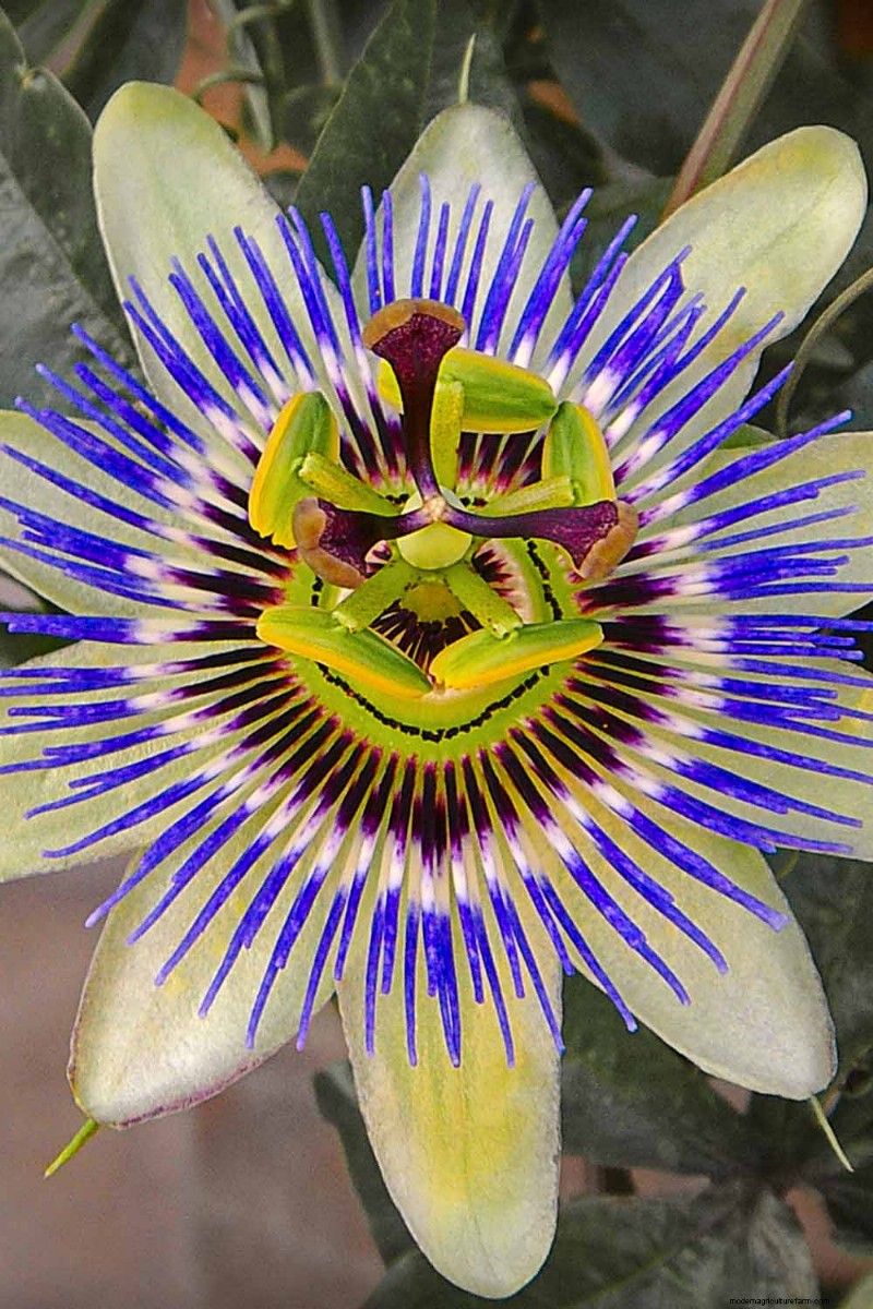 17 Top Passionflower Varieties for Your Home Garden – A Practical Guide
