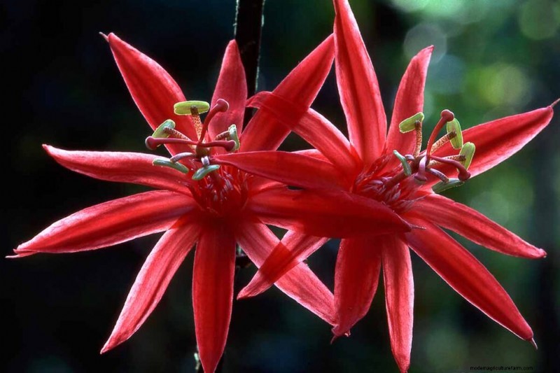 17 Top Passionflower Varieties for Your Home Garden – A Practical Guide