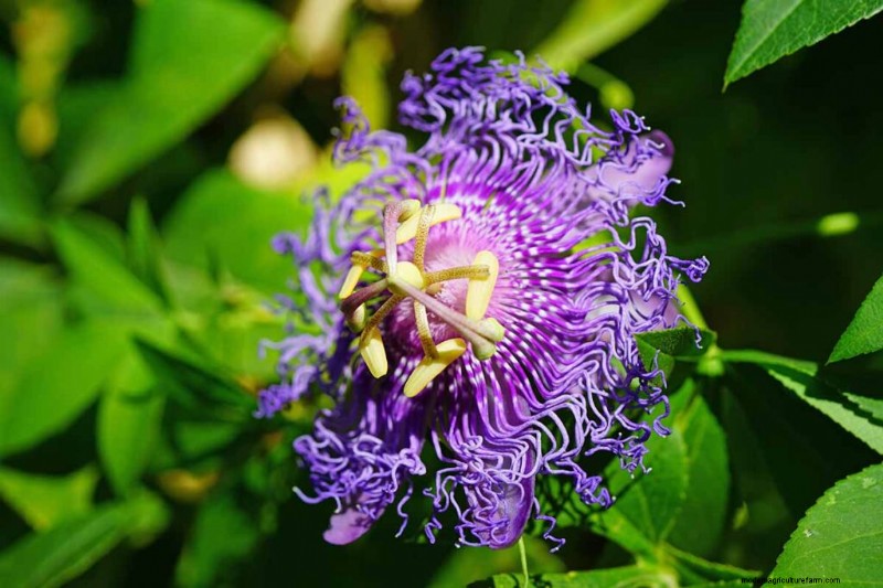 17 Top Passionflower Varieties for Your Home Garden – A Practical Guide