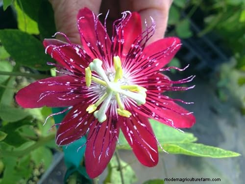 17 Top Passionflower Varieties for Your Home Garden – A Practical Guide