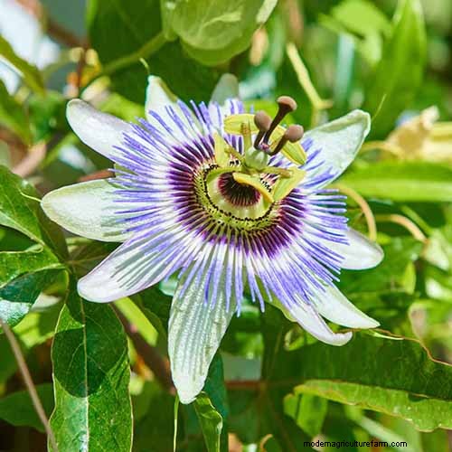 17 Top Passionflower Varieties for Your Home Garden – A Practical Guide