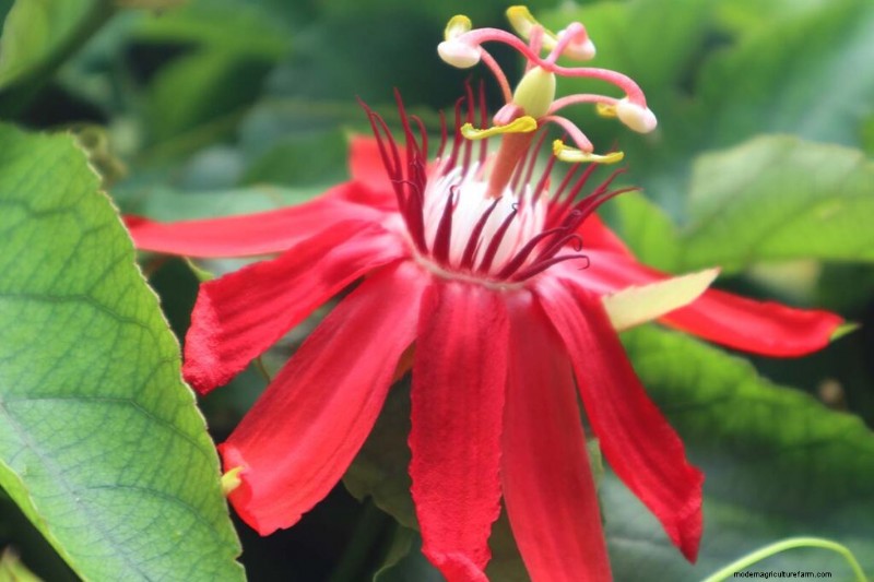 17 Top Passionflower Varieties for Your Home Garden – A Practical Guide