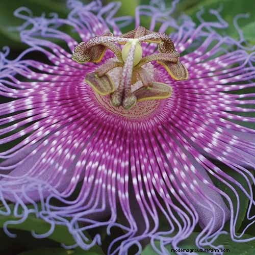 17 Top Passionflower Varieties for Your Home Garden – A Practical Guide