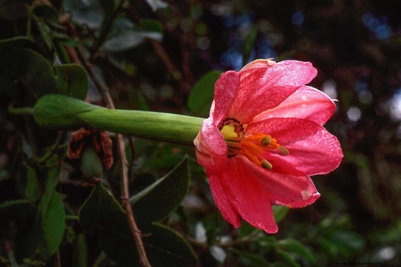 17 Top Passionflower Varieties for Your Home Garden – A Practical Guide
