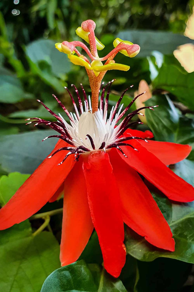 17 Top Passionflower Varieties for Your Home Garden – A Practical Guide